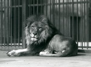 Un león macho recostado contra las barras de su recinto, Zoológico de Londres, septiembre de 1927