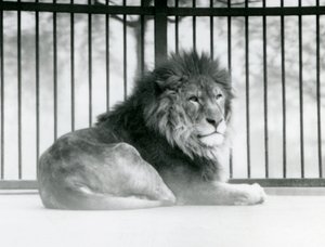 Un león macho descansando en su recinto en el Zoológico de Londres en marzo de 1925