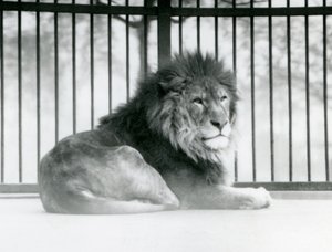 Un león macho descansando en su recinto en el Zoológico de Londres en marzo de 1925