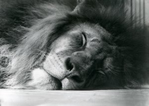 Un león macho durmiendo en su recinto en el zoológico de Londres en 1924 de Frederick William Bond