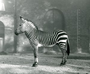 Una cebra de montaña macho x cebra de montaña de Hartmann de pie en su corral en el Zoológico de Londres en septiembre de 1927