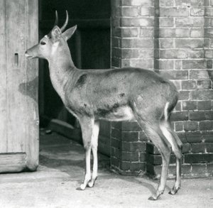 Un macho de reedbuck común del sur o reitbok de pie junto a la puerta de la casa de los antílopes, Zoológico de Londres, 6 de octubre de 1927