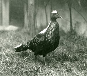 Faisán macho de Swinhoe en el Zoológico de Londres, septiembre de 1923