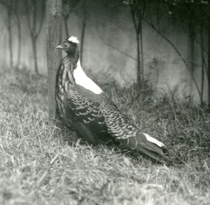 Faisán macho de Swinhoe en el Zoológico de Londres, septiembre de 1923