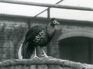 Un faisán macho de lomo de fuego de Veilot/Crested Fireback parado en una rama horizontal en el Zoológico de Londres en 1928 de Frederick William Bond