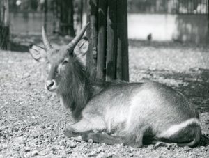 Un antílope acuático macho, Kobus ellipsiprymnus, sentado en su recinto en el Zoológico de Londres, años 1920 de Frederick William Bond