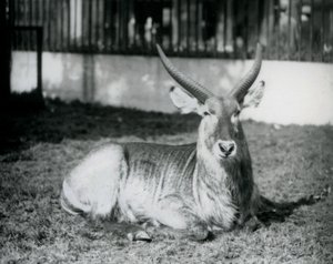 Un antílope acuático macho acostado en el césped en su paddock en el Zoológico de Londres en 1928 de Frederick William Bond