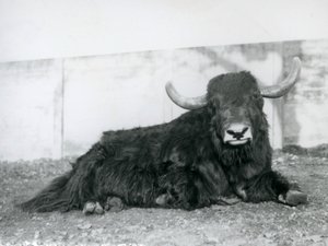 Un yak macho acostado en su recinto en el Zoológico de Londres en 1928 de Frederick William Bond