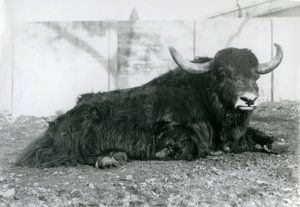 Un Yak macho acostado en su recinto en el Zoológico de Londres en agosto de 1928 de Frederick William Bond