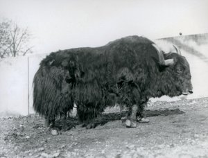 Un yak macho de pie en su corral en el Zoológico de Londres en 1928 de Frederick William Bond