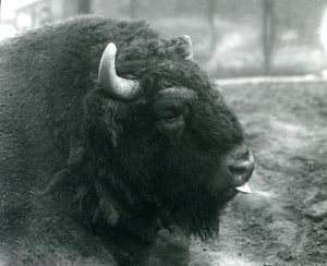 Un bisonte europeo macho, Zoológico de Londres, febrero de 1928 (foto en blanco y negro) de Frederick William Bond