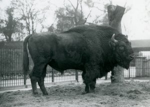 Un bisonte europeo macho en el pasto en su corral. Zoológico de Londres, octubre de 1927. Los bisontes europeos vulnerables también son conocidos como Wisent o Bisonte de Bosque Europeo. de Frederick William Bond