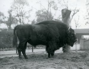 Un bisonte europeo macho en el pasto en su corral. Zoológico de Londres, octubre de 1927. Los bisontes europeos vulnerables también son conocidos como Wisent o Bisonte de Bosque Europeo. de Frederick William Bond