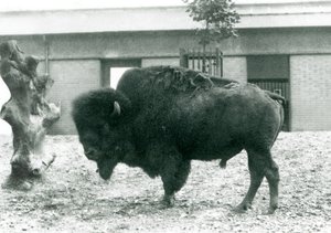 Un Bisonte Americano en Peligro de pie en su corral, Zoológico de Londres, 1927 de Frederick William Bond