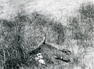 Una avutarda árabe casi amenazada extendiendo sus alas, cerca del suelo, entre un parche de hierba alta, Zoológico de Londres, julio de 1925 de Frederick William Bond
