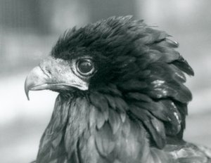 Un águila bateleur casi amenazada en el Zoológico de Londres, 1927 de Frederick William Bond