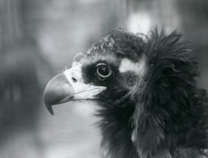 Un buitre negro euroasiático casi amenazado en el Zoológico de Londres, 1927