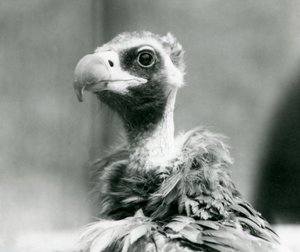 Un buitre negro euroasiático casi amenazado en el Zoológico de Londres, julio de 1926 de Frederick William Bond