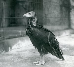 Un buitre negro euroasiático casi amenazado en el Zoológico de Londres, 1927