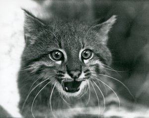 Un gato de Pampas casi amenazado/Gato Pantanal/Colocolo en el Zoológico de Londres en 1929