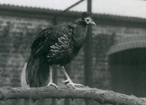 Un faisán crestado casi amenazado en una rama en el Zoológico de Londres, 1927 de Frederick William Bond