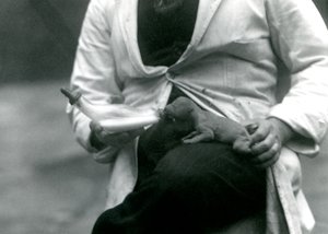 Un cachorro de león recién nacido siendo alimentado con biberón por su cuidador, Zoológico de Londres, 1923 de Frederick William Bond