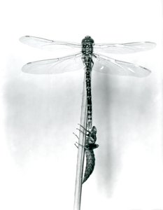 Una libélula de anillo dorado recién emergida seca sus alas mientras descansa sobre un junco por encima de su caparazón larval vacío, o exuvia, Zoológico de Londres, 1925 de Frederick William Bond
