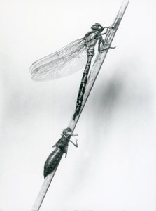Una libélula de anillo dorado recién emergida descansa sobre un junco por encima de su caparazón larval vacío, o exuvia, Zoológico de Londres, 1925