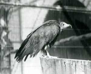 Un buitre encapuchado ahora en peligro crítico de extinción de pie en un tronco, Zoológico de Londres, septiembre de 1925