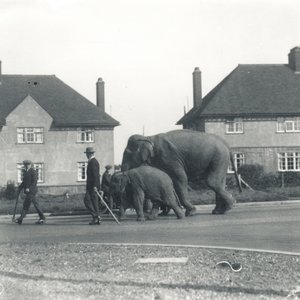 Un par de elefantes indios caminando de Tilbury a ZSL Whipsnade de Frederick William Bond