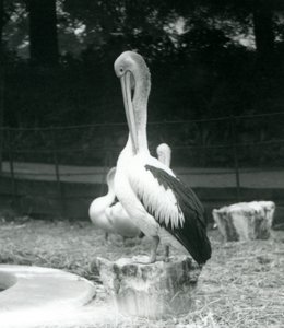 Un pelícano, de pie en un tocón de árbol, acicalándose el cuello en el Zoológico de Londres en septiembre de 1925