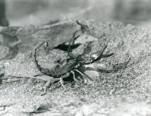 Un escorpión en el Zoológico de Londres en 1929 (foto en blanco y negro) de Frederick William Bond