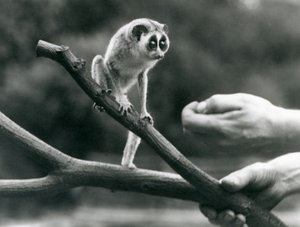 Un loris delgado de pie en una rama sostenida por un cuidador, Zoológico de Londres, agosto de 1926 de Frederick William Bond
