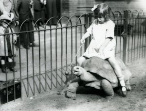 Una niña pequeña, Betty, sostiene un palo con una manzana en la punta para guiar a la tortuga gigante que está montando, Zoológico de Londres, 1924 de Frederick William Bond