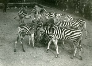 Una pequeña manada de cebras de Chapman, incluyendo jóvenes, Zoológico de Londres en 1923 de Frederick William Bond