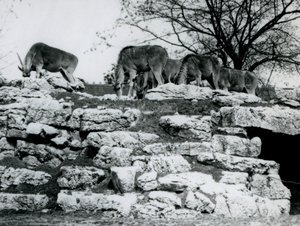 Una pequeña manada de Eland común pastando entre las rocas en el Paddock de Antílopes Eland en el Zoológico de Londres en junio de 1925
