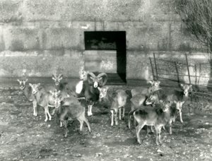 Una pequeña manada de muflones en el Zoológico de Londres en noviembre de 1926 de Frederick William Bond