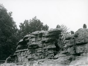 Una tropa de Babuinos Sagrados entre las rocas en 