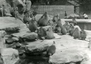 Una tropa de Babuinos Sagrados, incluyendo uno bebiendo de un charco, entre las rocas de 