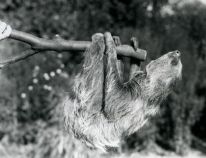 Un perezoso de dos dedos colgando de una rama cortada, sostenida por un cuidador, Zoológico de Londres, septiembre de 1925 de Frederick William Bond
