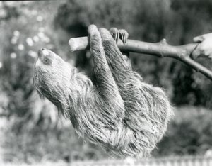 Un perezoso de dos dedos colgando de una rama cortada, sostenida por un cuidador, Zoológico de Londres, septiembre de 1925