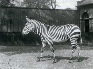 Una cebra de Hartman vulnerable de pie en su corral en el zoológico de Londres de Frederick William Bond
