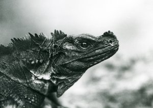 Un vulnerable lagarto de vela en el Zoológico de Londres en 1928 de Frederick William Bond