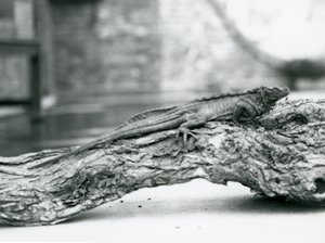 Un vulnerable lagarto de vela descansando en un tronco en el Zoológico de Londres en 1928
