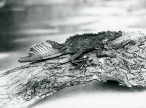 Un vulnerable lagarto de vela, con una cola dañada, descansando en un tronco en el zoológico de Londres en 1929