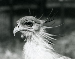 Un vulnerable pájaro secretario en el Zoológico de Londres en 1928 (foto en b/n) de Frederick William Bond