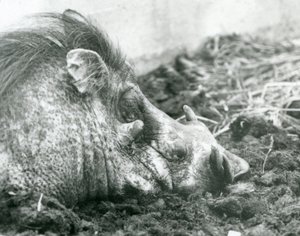 Un jabalí descansando en el barro en el Zoológico de Londres, 1927 de Frederick William Bond