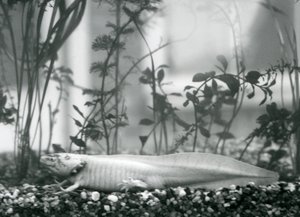 Un Axolote Blanco/Salamandra Mexicana descansando sobre grava en el fondo de un tanque en el Zoológico de Londres en 1928