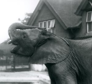 Un joven elefante africano con su trompa levantada sobre su frente, Zoológico de Londres, agosto de 1925