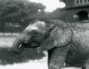 Un joven elefante africano con el extremo de su trompa en la boca, Zoológico de Londres, agosto de 1925